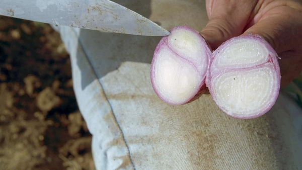 Épicerie Fine - Quinoa et échalote d'Anjou