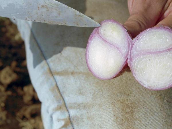 Épicerie Fine - Quinoa et échalote d'Anjou