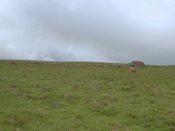 Épicerie Fine - Laguiole et boeuf de l'Aubrac