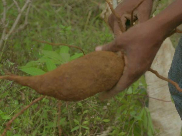 Épicerie Fine - Rhum et manioc du sud de la Martinique