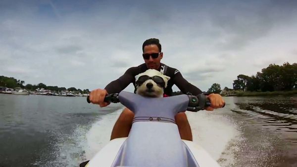 Most Ridiculous - Les chiens