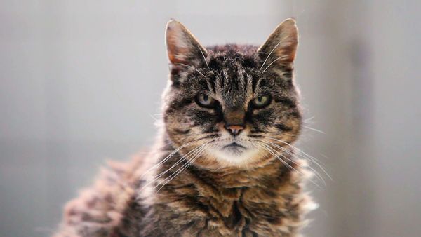 Most Ridiculous - Les chats