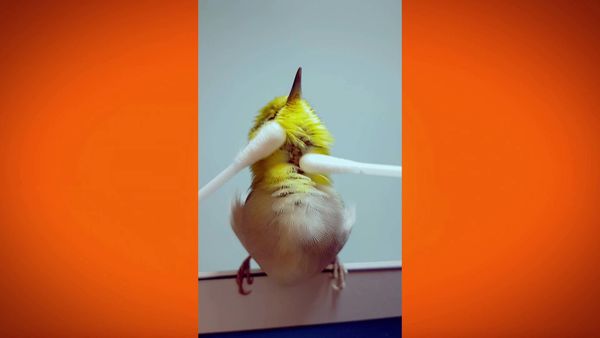 Most Ridiculous - Nos amies les bêtes