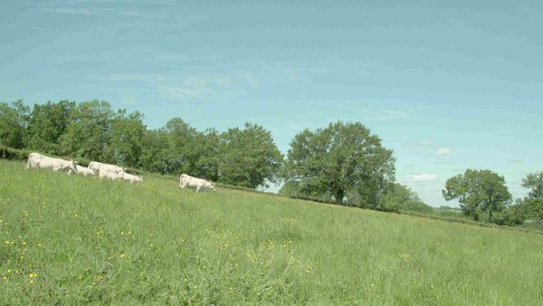 Épicerie Fine - Le Charolais brionnais