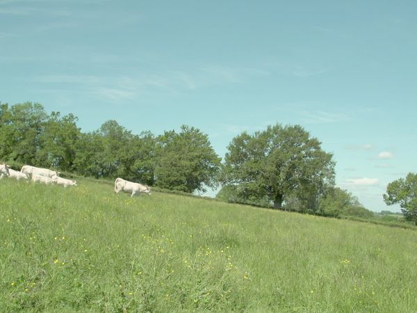 Épicerie Fine - Le Charolais brionnais