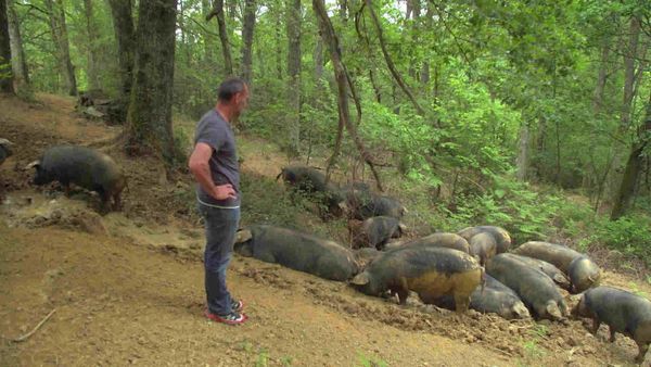 Épicerie Fine - Oignons doux et porc noir de la Bigorre