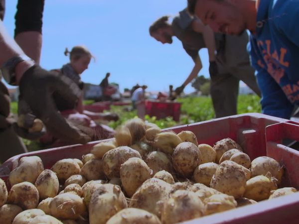 Épicerie Fine - Sardine et bonnotte du marais breton vendéen