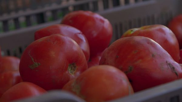 Épicerie Fine - Figue de Solliès et tomates du Toulonnais