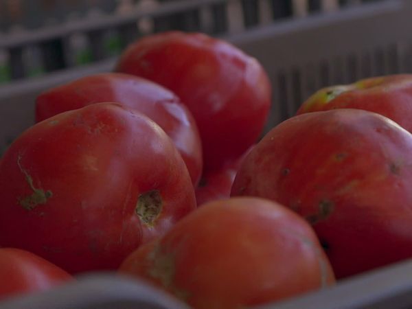 Épicerie Fine - Figue de Solliès et tomates du Toulonnais