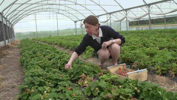 Épicerie Fine - Fraises et fleurs du Razès