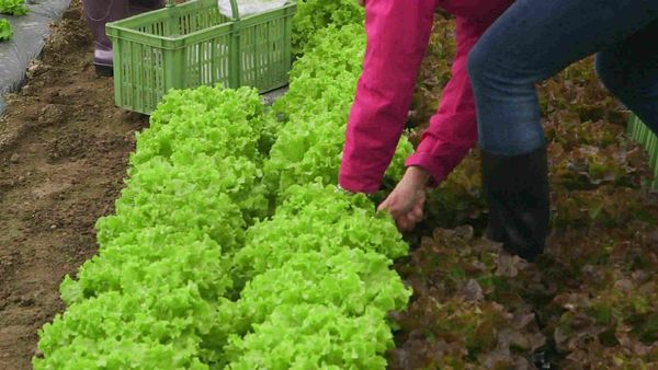 Épicerie Fine - Taupinette et aillet charentais de l'Angoumois