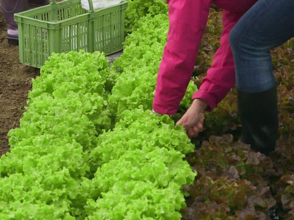 Épicerie Fine - Taupinette et aillet charentais de l'Angoumois