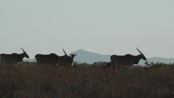 Siyaya - Come Wild With Us - De Hoop - Lugar de Esperanza