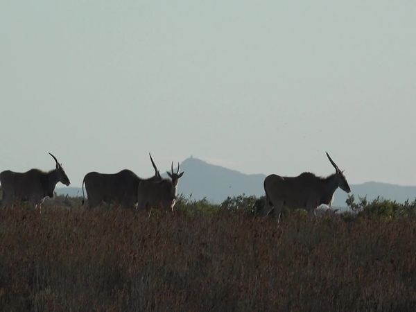 Siyaya - Come Wild With Us - De Hoop - Lugar de Esperanza
