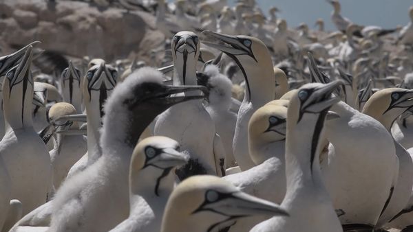 Siyaya - Come Wild With Us - Isla de Los Pájaros de La Bahía de Lambert
