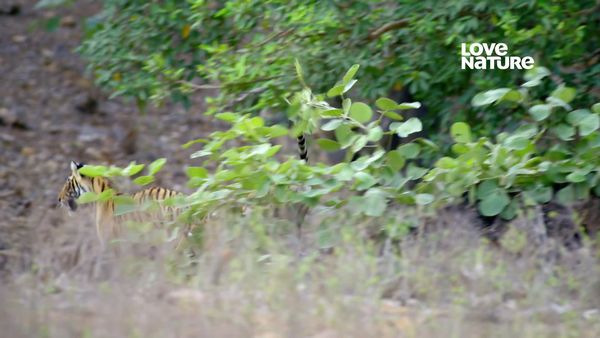 Índia: Uma Jornada Pelo Selvagem - Rana: Rainha da Selva