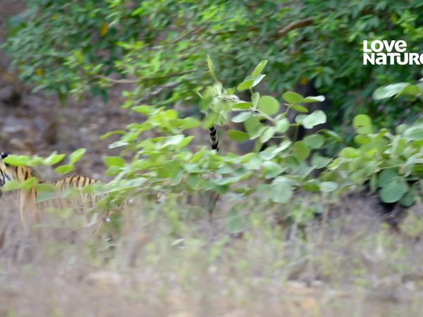 Índia: Uma Jornada Pelo Selvagem - Rana: Rainha da Selva