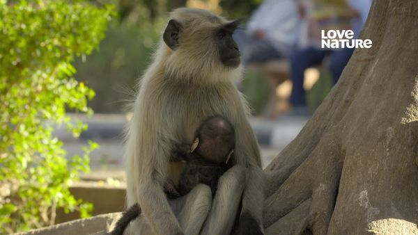 Índia: Uma Jornada Pelo Selvagem - Macacos do templo em fuga