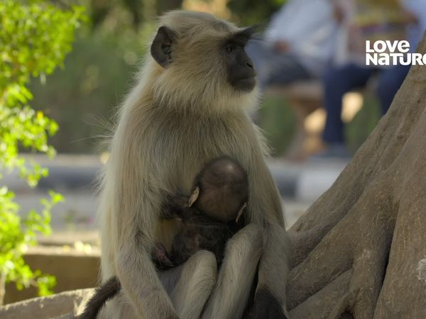 Índia: Uma Jornada Pelo Selvagem - Macacos do templo em fuga