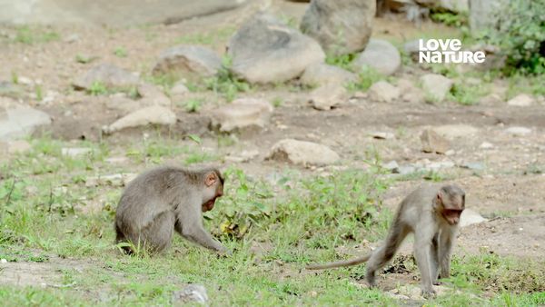 Índia: Uma Jornada Pelo Selvagem - O dilema de um Urso-preguiça