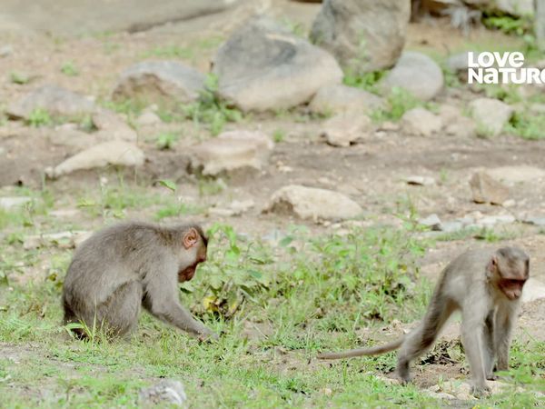 Índia: Uma Jornada Pelo Selvagem - O dilema de um Urso-preguiça