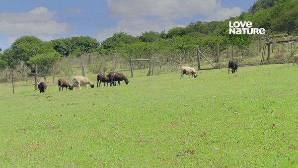 África: Horizontes Selvagens - De volta à natureza