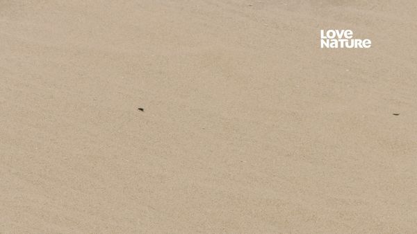 África: Horizontes Selvagens - Namib: Terra de extremos