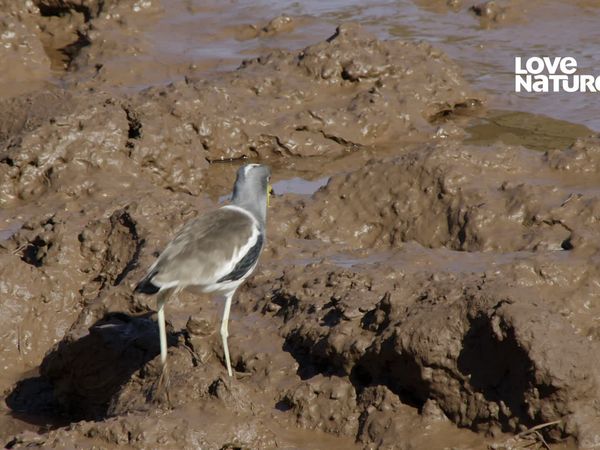 Grandes Parques de Africa - Pafuri de Kruger