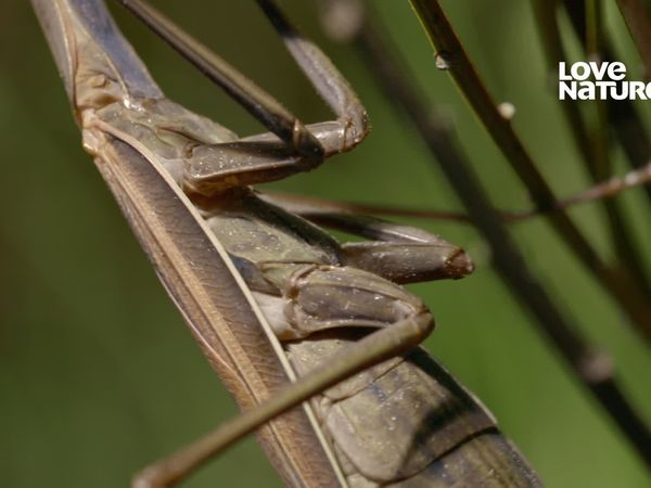 Mundos Macro - La pradera del horror