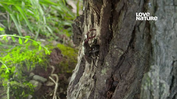 Mundos Macro - Los preferidos de la naturaleza: Escarabajos