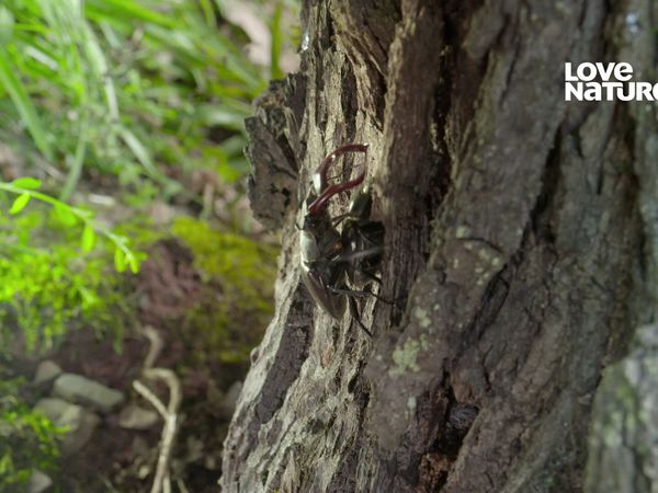 Mundos Macro - Los preferidos de la naturaleza: Escarabajos