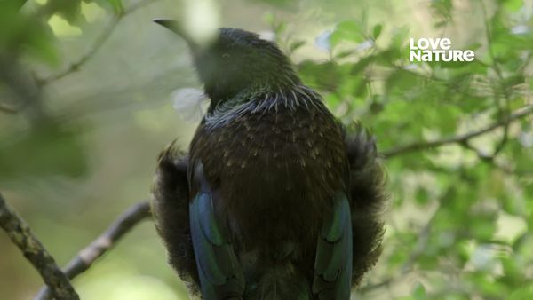 Nueva Zelanda más salvaje - Fortalezas Salvajes