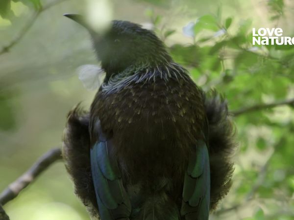 Nueva Zelanda más salvaje - Fortalezas Salvajes