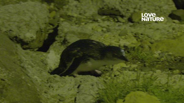 Nueva Zelanda más salvaje - Una historia de dos Pingüinos