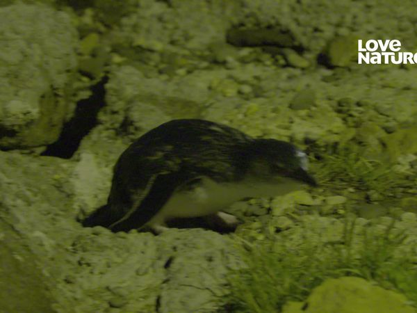 Nueva Zelanda más salvaje - Una historia de dos Pingüinos