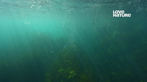 Nueva Zelanda más salvaje - Legado oceánico