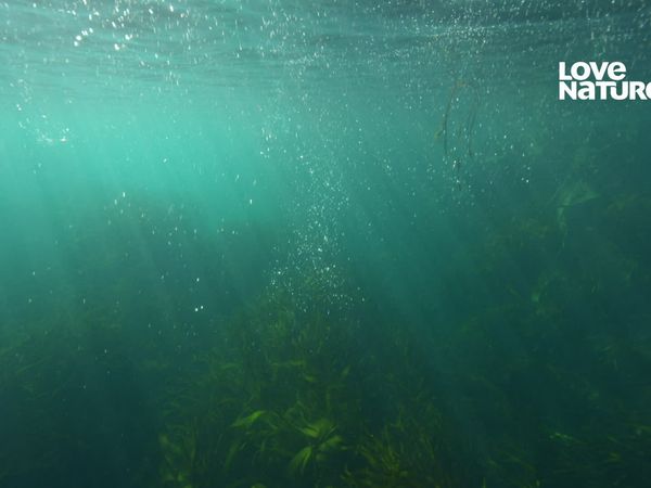 Nueva Zelanda más salvaje - Legado oceánico