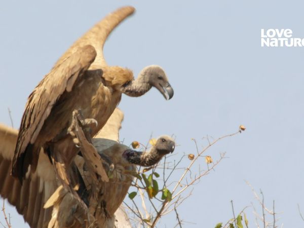 Zambia Salvaje - El lazo de Acacia