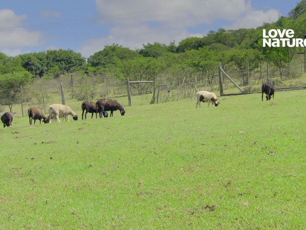 Horizontes Salvajes de África - Regreso a lo Salvaje