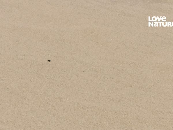 Horizontes Salvajes de África - Namib: Tierra de Extremos