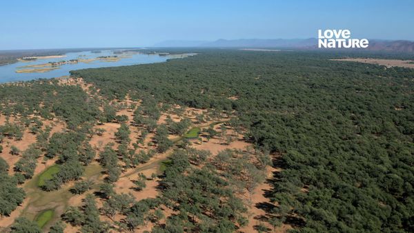 Grandes Parques de Africa - El bajo Zambeze