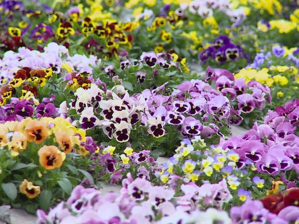 Épicerie Fine - Les fleurs comestibles