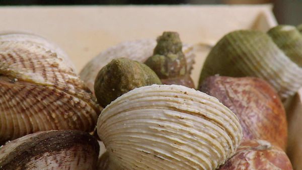 Épicerie Fine - Les coquillages normands