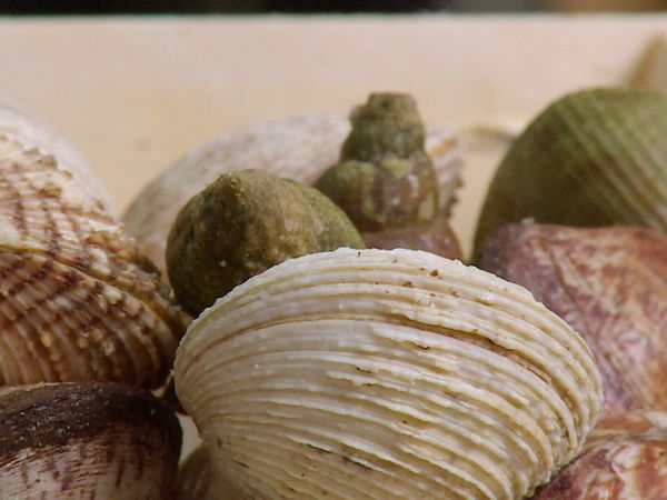 Épicerie Fine - Les coquillages normands