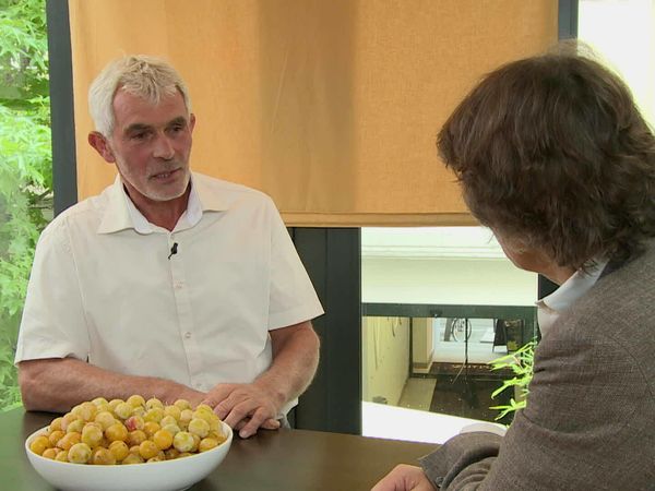 Épicerie Fine - La mirabelle de Lorraine