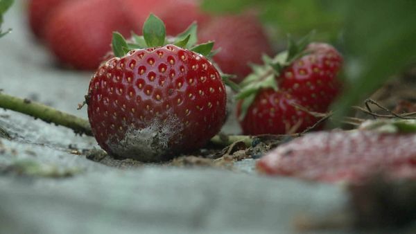 Épicerie Fine - Les fruits rouges