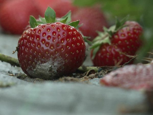 Épicerie Fine - Les fruits rouges