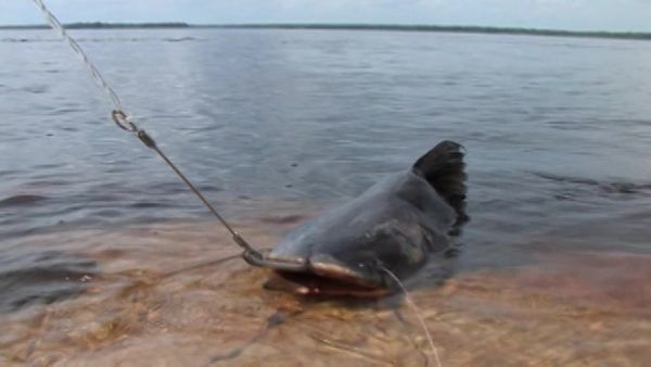 MonsterQuest - Peixe Gigante
