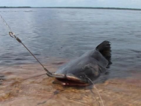 MonsterQuest - Peixe Gigante