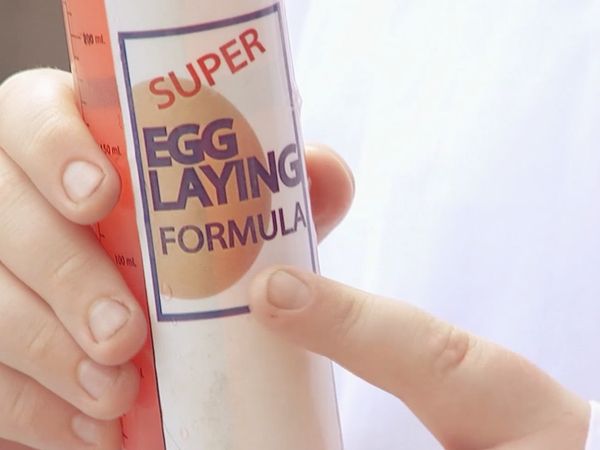 Just Kidding - Capa de huevos extrema